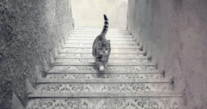 კატა კიბეზე ადის, თუ ქვემოთ ჩადის? – ოპტიკური ილუზია, რომელიც გეტყვით, ბუნებით ოპტიმისტი ხართ, თუ პესიმისტი